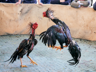 貴州游花多少錢(qián)_貴州旅游花多少錢(qián)_貴州2人旅游需要多少錢(qián)