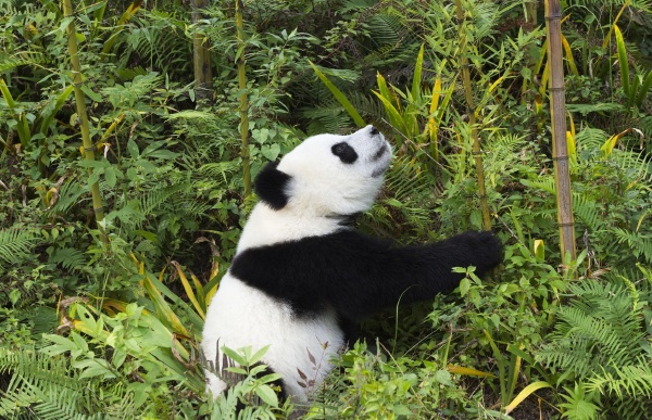 熊猫基地门票团购?门票价格?门票种类_途牛