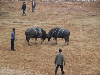 貴州游花多少錢(qián)_貴州旅游花多少錢(qián)_貴州2人旅游需要多少錢(qián)
