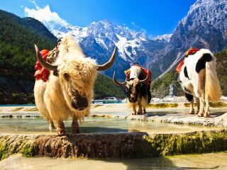 云南麗江報(bào)團(tuán)旅游多少錢_云南麗江旅游團(tuán)報(bào)價(jià)_云南麗江旅游團(tuán)報(bào)價(jià)自由行