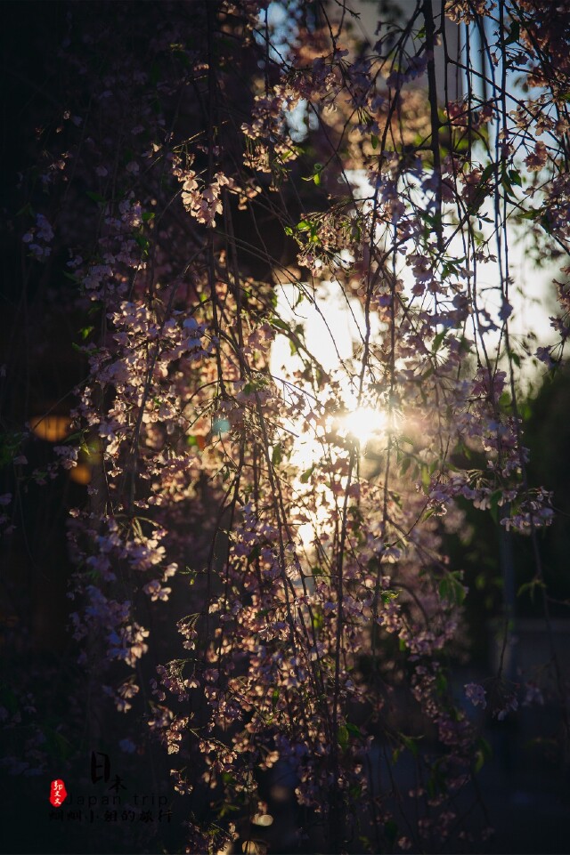 晚樱,夕阳的光透过树影洒进来,逆光很美