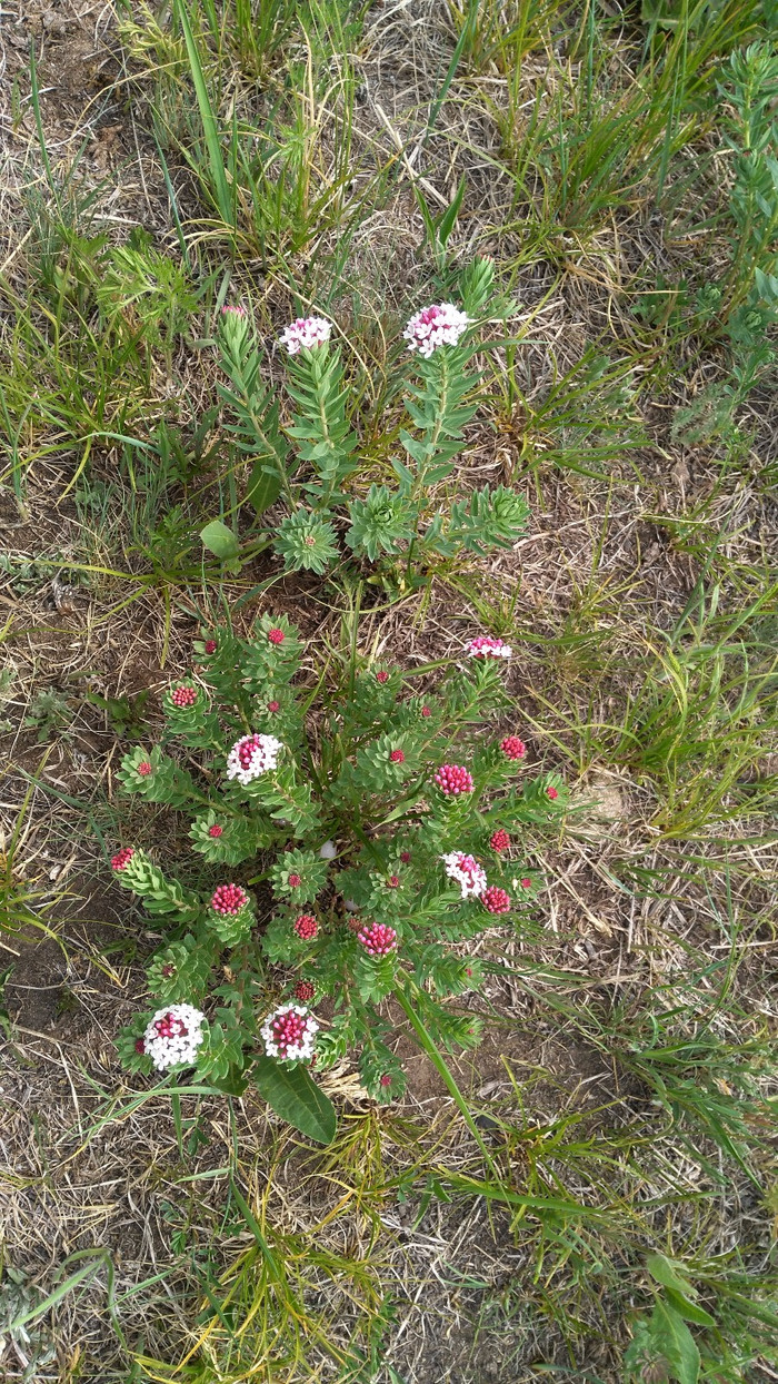 草原野生狼毒花