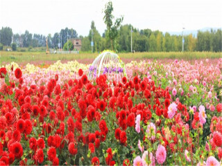 去云南麗江旅游多少錢_云南麗江旅游多少錢_去云南麗江旅游怎么走