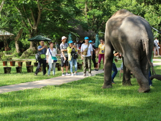 組團去云南西雙版納_云南西雙版納旅行團旅游報價_現(xiàn)在到云南西雙版納旅游多少錢