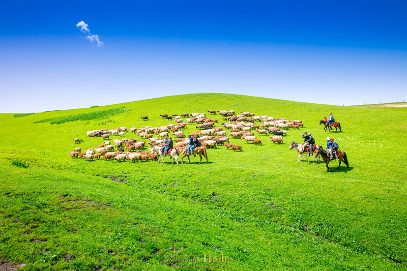 【途牛首发】骑马牧羊 让幸福的时光在草原飞翔