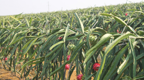 罗甸火龙果基地1日游 摘火龙果,游玉都北殿,看