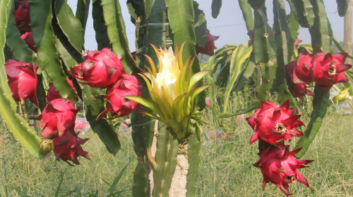 罗甸火龙果基地1日游 摘火龙果,游玉都北殿,看