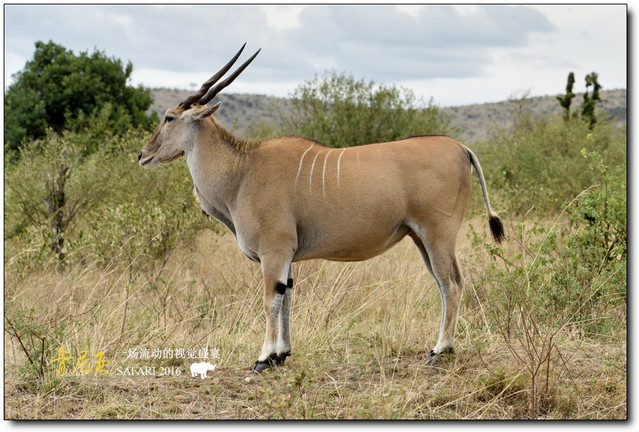 学名:taurotragus oryx;英文名:common eland;又名"大羚羊","非洲大旋