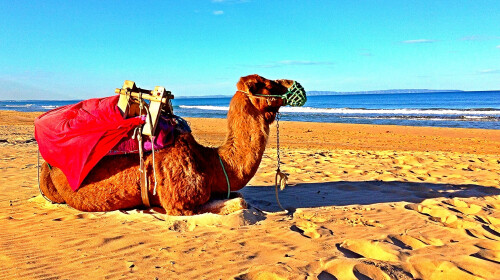 突尼斯+摩洛哥13日游 VIP小团\/沙漠特色酒店\/烤