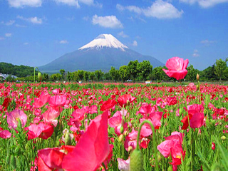 廣州日本旅游團_日本旅游三日游價格_日本游報價