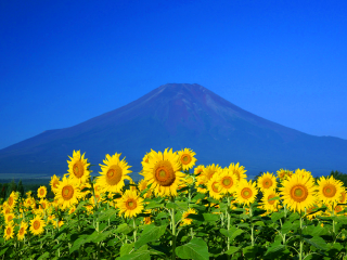 廣州日本旅游團_日本旅游三日游價格_日本游報價