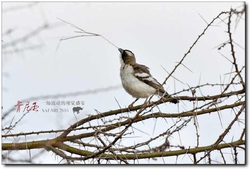 学名:philetairus socius;英文名: sociable weaver