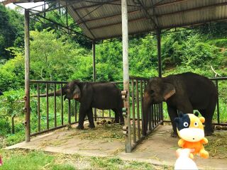 組團去云南西雙版納_云南西雙版納旅行團旅游報價_現(xiàn)在到云南西雙版納旅游多少錢