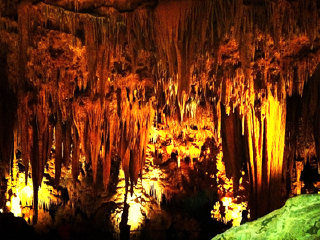 <精选1日游丨华盛顿国家森林公园游