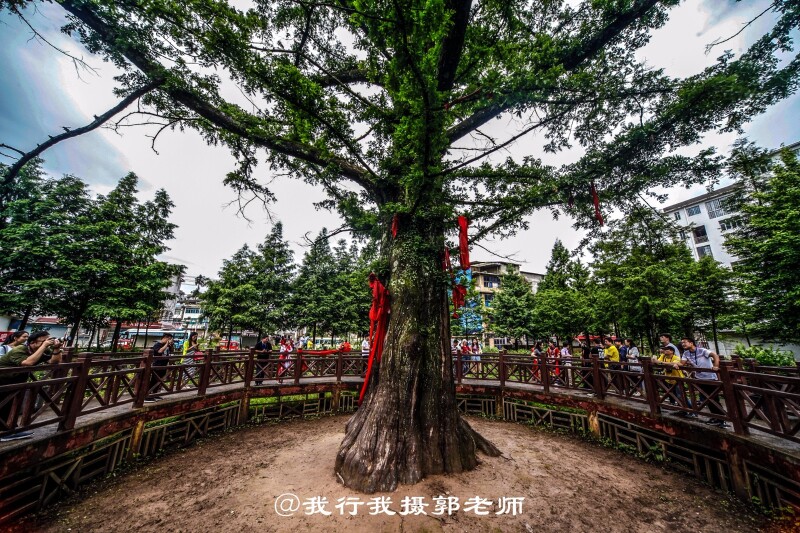 水杉王在历经600余年的沧桑风雨后,依然龙骨虬枝,葱郁挺拔.