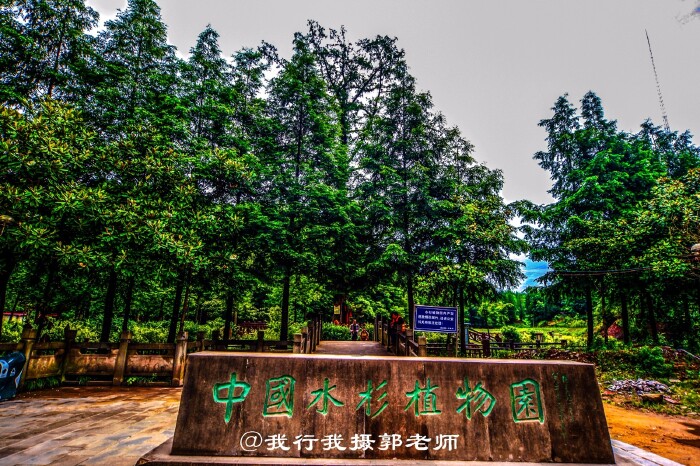 走进中国水杉植物园,你会看到一棵珍贵的水杉王.