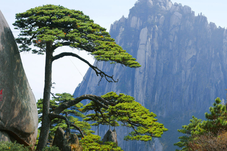<上海-南京-杭州-黄山-千岛湖-乌镇5日游>升级一晚优选酒店，登黄山船游千岛湖，赠龙井御茶宴含接送，新春赠送年夜饭，当地参团