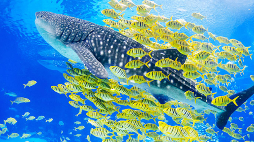 长隆野生动物园-欢乐世界-海洋王国双高3日游