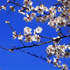 西藏林芝桃花_2087