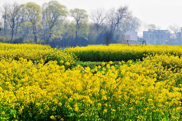 3月莆田附近看油菜花的地方_油菜花节3月莆田_3月莆田