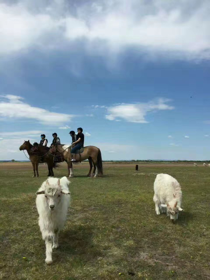 2017呼伦贝尔大草原之旅