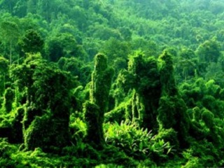 到云南西雙版納旅游多少錢_云南西雙版納自由行費(fèi)用_云南西雙版納旅游組團(tuán)