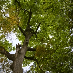 中国南方的树冠_325