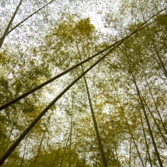 中国南方的竹林_329