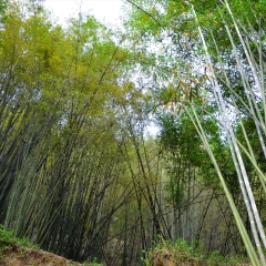 竹子_656