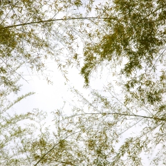 中国南方的竹林_6211