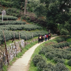 茶园、杭州、中国_7375