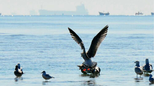 南戴河沙雕海洋乐园-北戴河鸽子窝公园火车2日