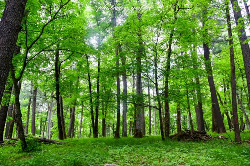 沐氧园突出原生态和人文自然的交融,在保护原生态环境