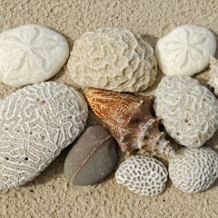 海滩、珊瑚、海洋、海胆、壳、石头、岛屿、维京群岛、美国_11478