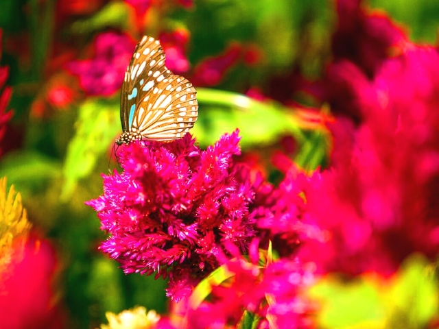 <昆明-大理-丽江-西双版纳四飞8日游