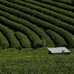 昆明普洱茶_7463_5849