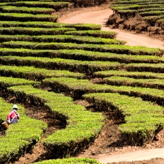 昆明普洱茶_7463_5851