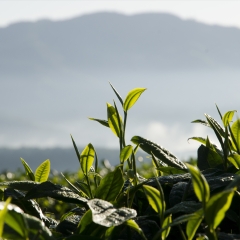 昆明普洱茶_7463_5842