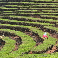 昆明普洱茶_7463_5845