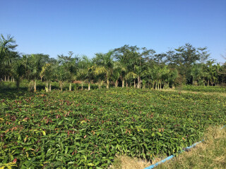 海南三亞游特價團(tuán)_海南三亞旅游花多少錢