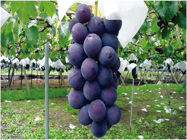 <日本东京周边游秋季赏花一日游