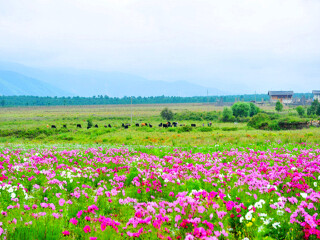 西双版纳7日旅游_深圳去西双版纳旅游价格_深圳包团西双版纳旅游价格