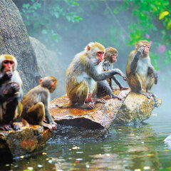 南湾猴岛 景点模块