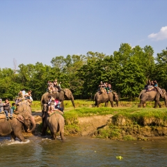 芭提雅骑大象_7851_11981