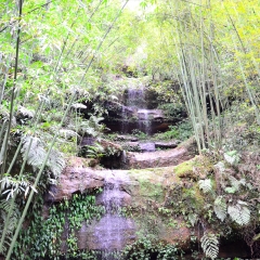 贵州赤水四洞沟竹林溪流_3850