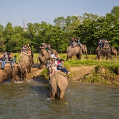 芭提雅骑大象_7851_11975
