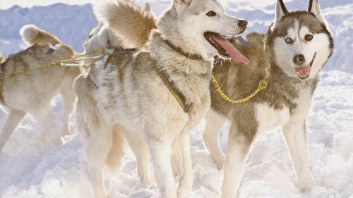 [元旦] 欧洲芬兰一地极光9日游 20人小团,玻璃屋