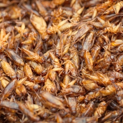 昆明炸蚂蚱_1826_3671