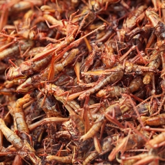 昆明炸蚂蚱_1826_3672