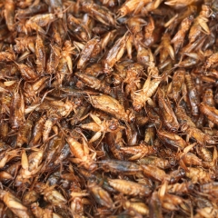 昆明炸蚂蚱_1826_3669